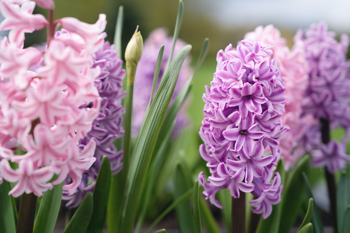 jacint Startlap Vásárlás Jácint, a tavaszi kertek ékessége