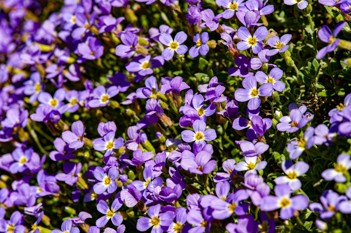 pazsitviola Startlap Vásárlás Pázsitviola káprázatosa virágai