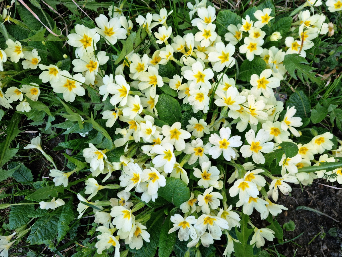 szartalankankalin Startlap Vásárlás Szártalan kankalin