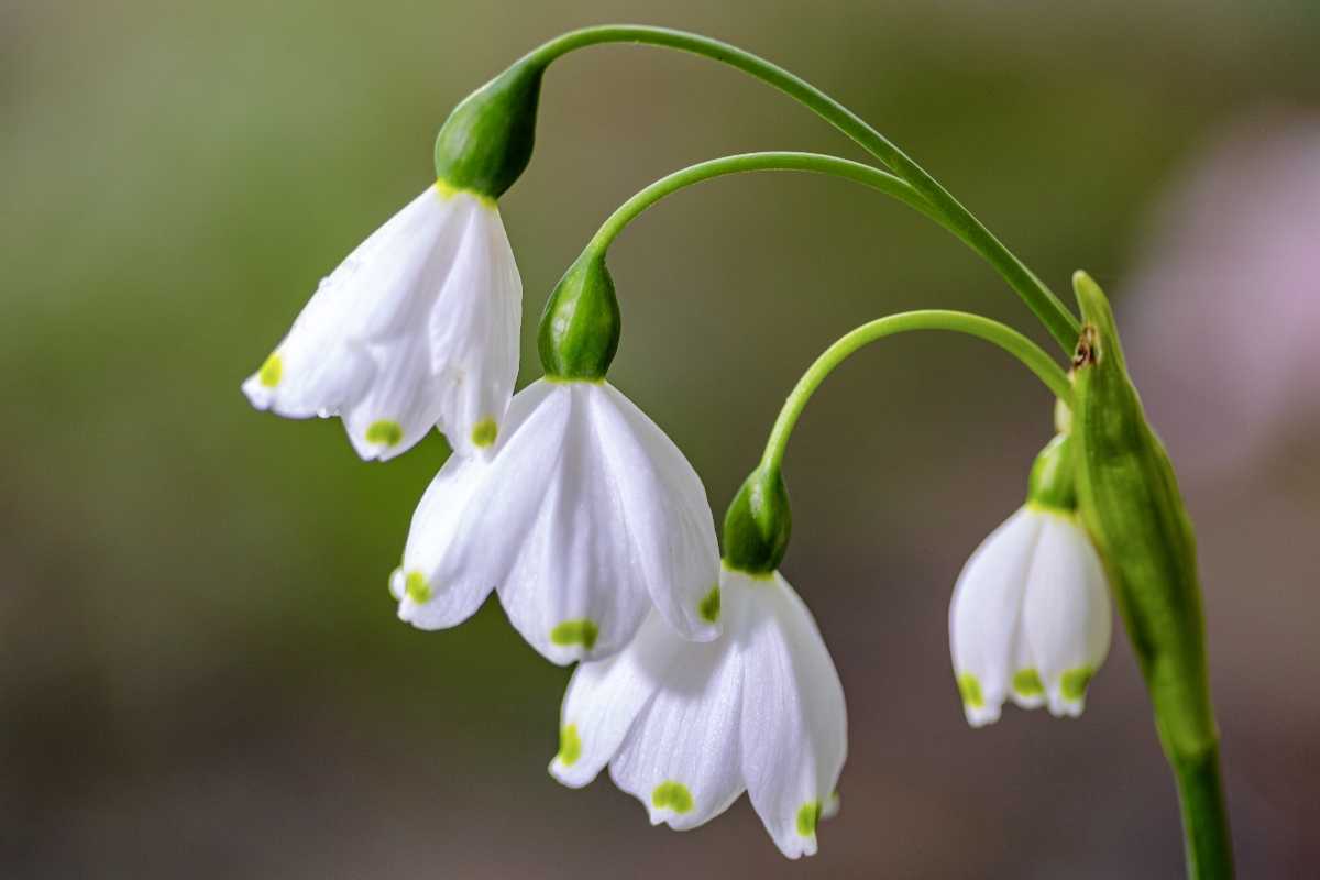 tavaszitozike Startlap Vásárlás Tavaszi tőzike