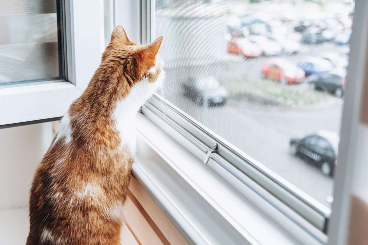 Szúnyoghálón kinéző cica