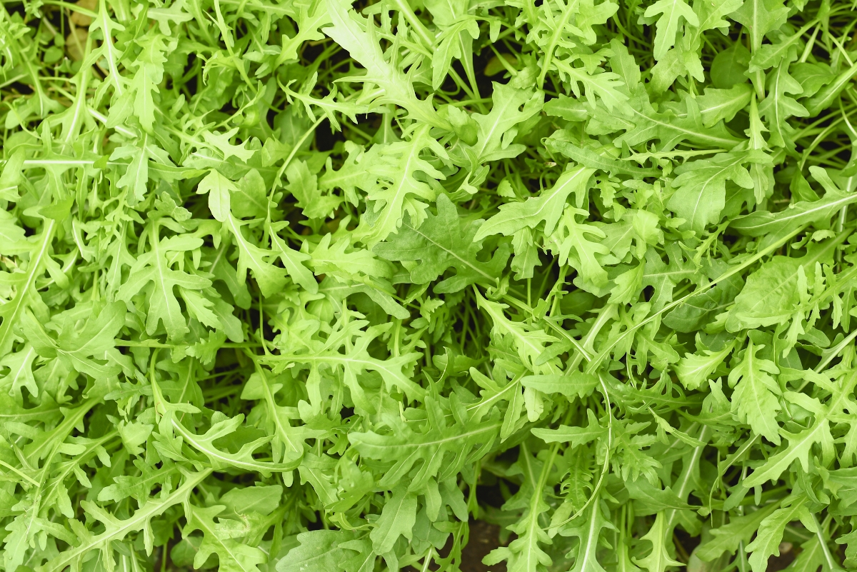 Rukkola, vagyis borsmustár