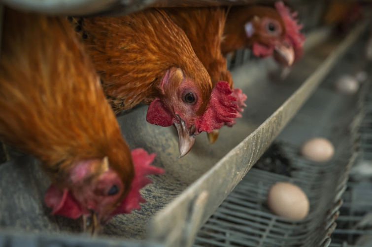 tyuk Startlap Vásárlás Ketreces tyúkok tojásokkal