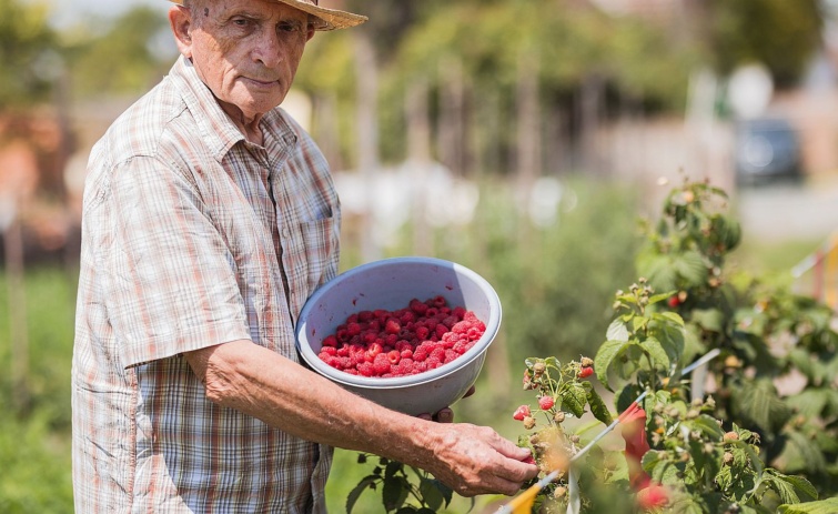 Elderly man holding a bowl of fresh raspberries Startlap Vásárlás Málnát szüretelő idős férfi.