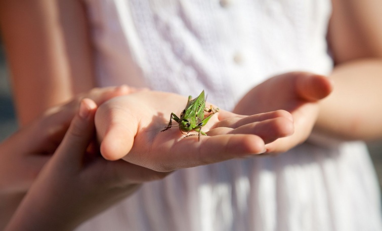 Closeup of childrens hands holding a grasshopper Startlap Vásárlás Szöcske egy gyerek tenyerében