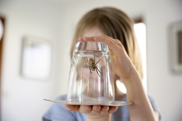 Child holding a large house spider trapped inside a drinking glass in a hallway Startlap Vásárlás kisgyerek pókot tart pohár alatt