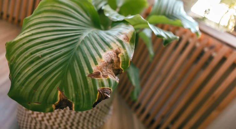 Damaged houseplant leaf with brown dry spots showing stress and indoor plant care issue Startlap Vásárlás Egy barnuló levelű szobanövény a radiátor előtt