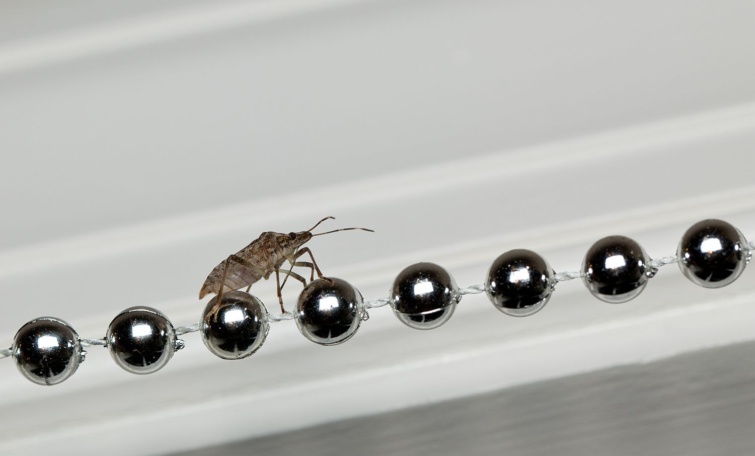 Stink bug walking on xmas decorations Startlap Vásárlás Márványpoloska egy gyöngysoron
